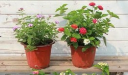 近期视频爆料新闻事件有哪些,聚焦热点事件背后的真相